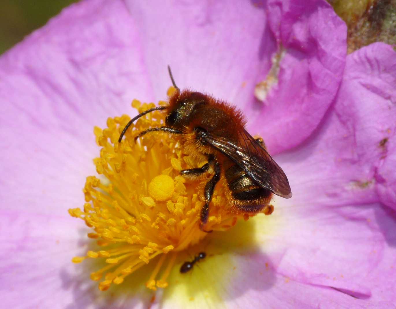 Osmia ferruginea? Piuttosto Osmia rufohirta